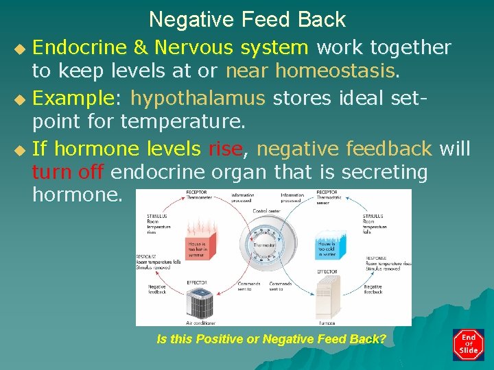 Negative Feed Back Endocrine & Nervous system work together to keep levels at or