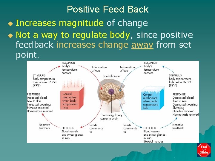 Positive Feed Back Increases magnitude of change u Not a way to regulate body,