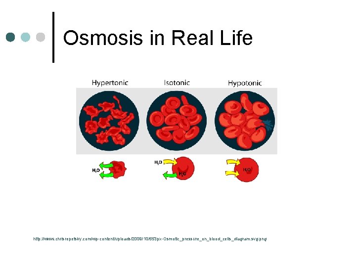 Osmosis in Real Life http: //www. chrisrepetsky. com/wp-content/uploads/2009/10/553 px-Osmotic_pressure_on_blood_cells_diagram. svg. png 