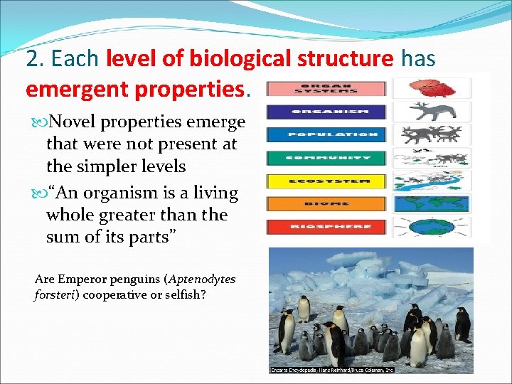 2. Each level of biological structure has emergent properties. Novel properties emerge that were