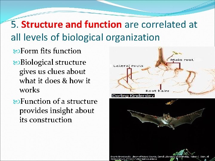5. Structure and function are correlated at all levels of biological organization Form fits