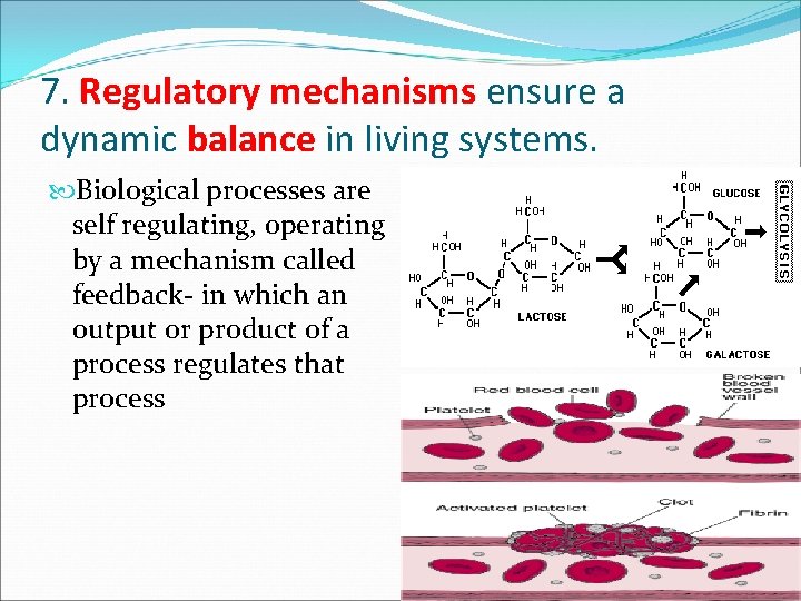 7. Regulatory mechanisms ensure a dynamic balance in living systems. Biological processes are self