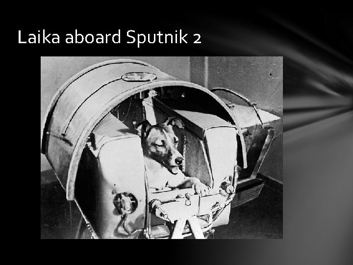 Laika aboard Sputnik 2 