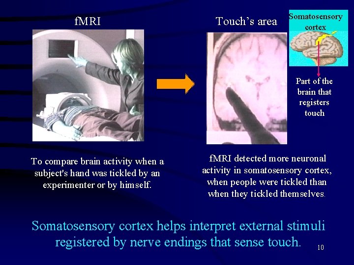 f. MRI Touch’s area Somatosensory cortex Part of the brain that registers touch To
