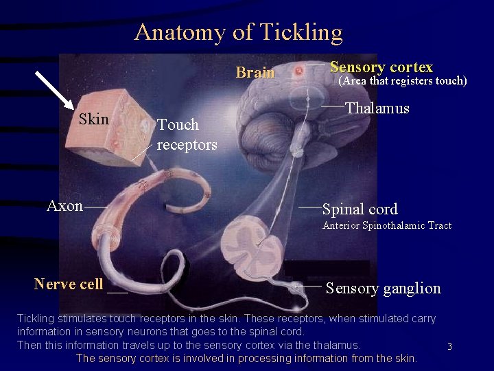 Anatomy of Tickling Brain Skin Axon Touch receptors Sensory cortex (Area that registers touch)
