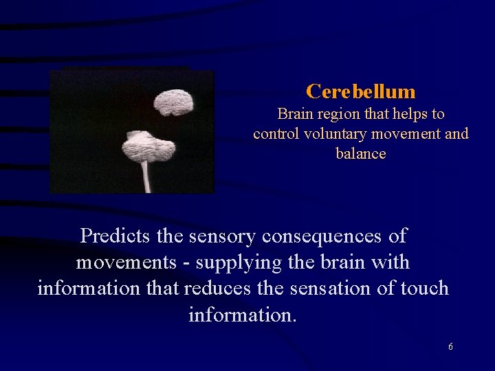 Cerebellum Brain region that helps to control voluntary movement and balance Predicts the sensory