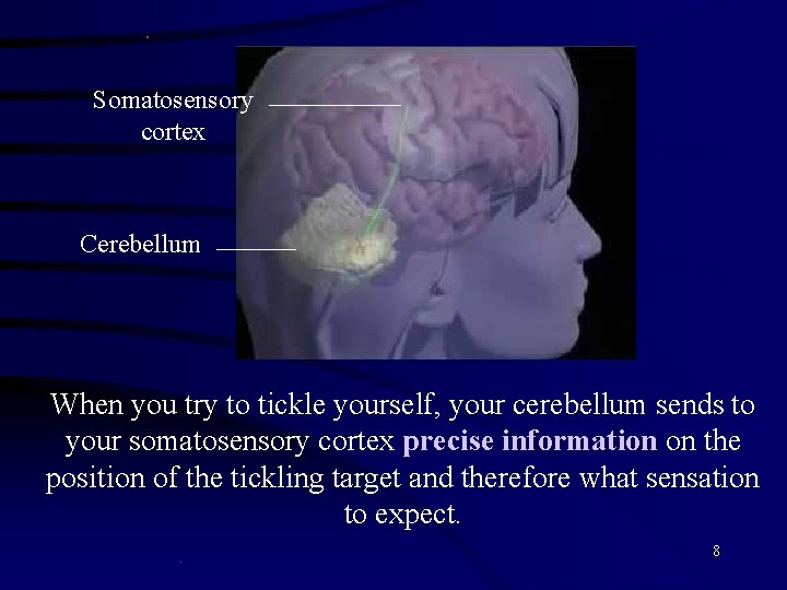 . Somatosensory cortex Cerebellum When you try to tickle yourself, your cerebellum sends to