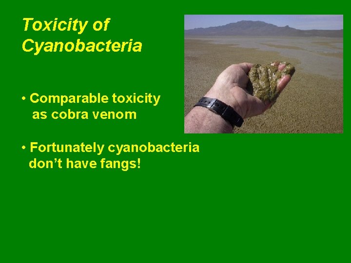 Toxicity of Cyanobacteria • Comparable toxicity as cobra venom • Fortunately cyanobacteria don’t have