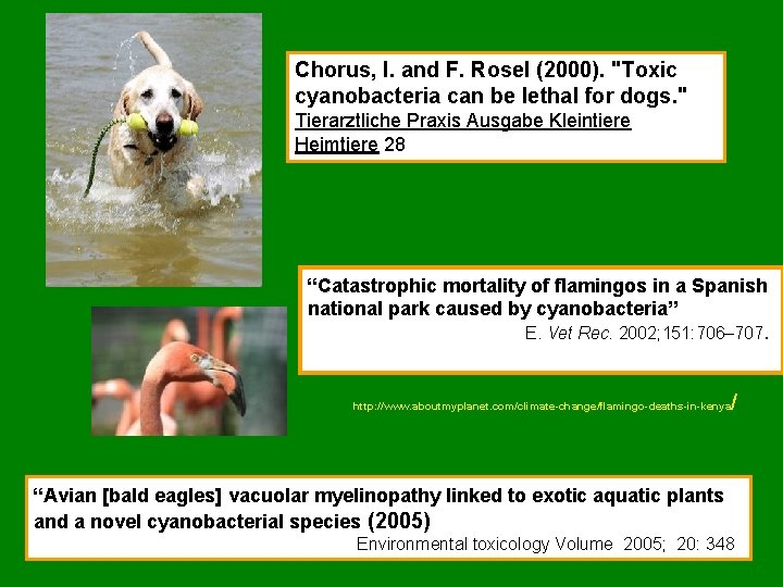 Chorus, I. and F. Rosel (2000). "Toxic cyanobacteria can be lethal for dogs. "