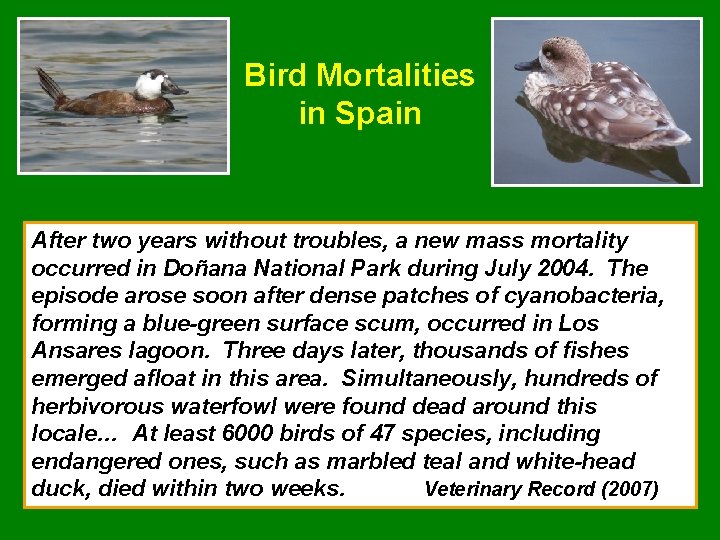 Bird Mortalities in Spain After two years without troubles, a new mass mortality occurred