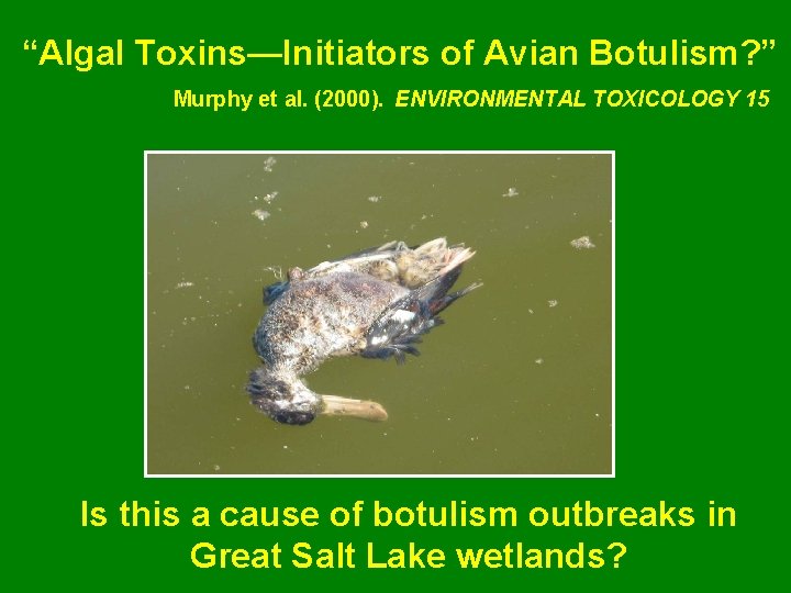 “Algal Toxins—Initiators of Avian Botulism? ” Murphy et al. (2000). ENVIRONMENTAL TOXICOLOGY 15 Is