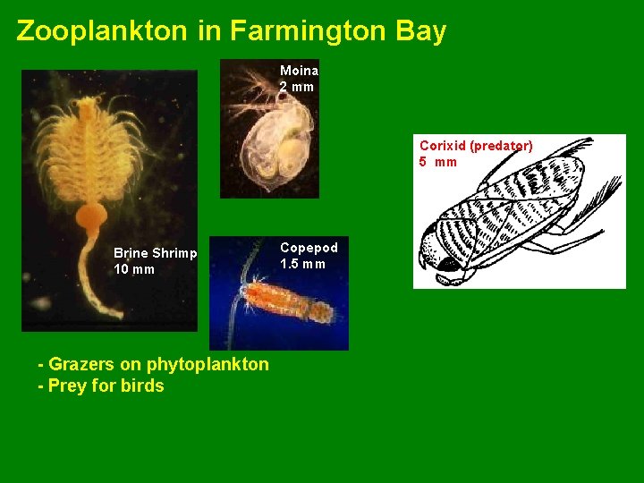 Zooplankton in Farmington Bay Moina 2 mm Corixid (predator) 5 mm Brine Shrimp 10