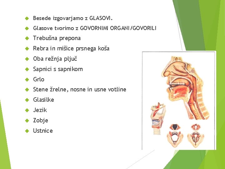  Besede izgovarjamo z GLASOVI. Glasove tvorimo z GOVORNIMI ORGANI/GOVORILI Trebušna prepona Rebra in