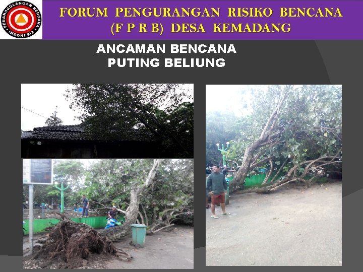 ANCAMAN BENCANA PUTING BELIUNG 