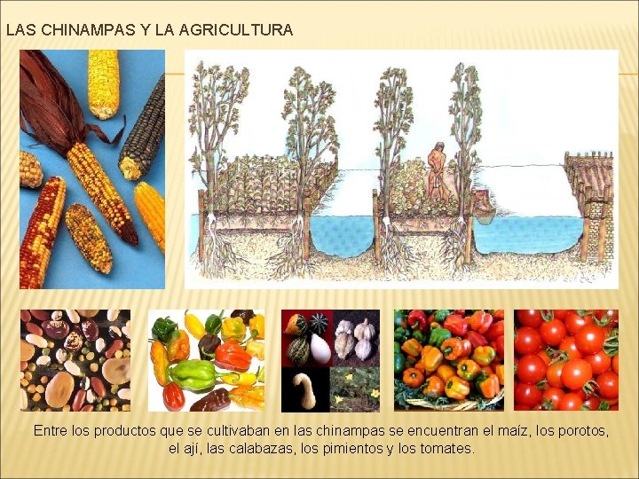 LAS CHINAMPAS Y LA AGRICULTURA Entre los productos que se cultivaban en las chinampas