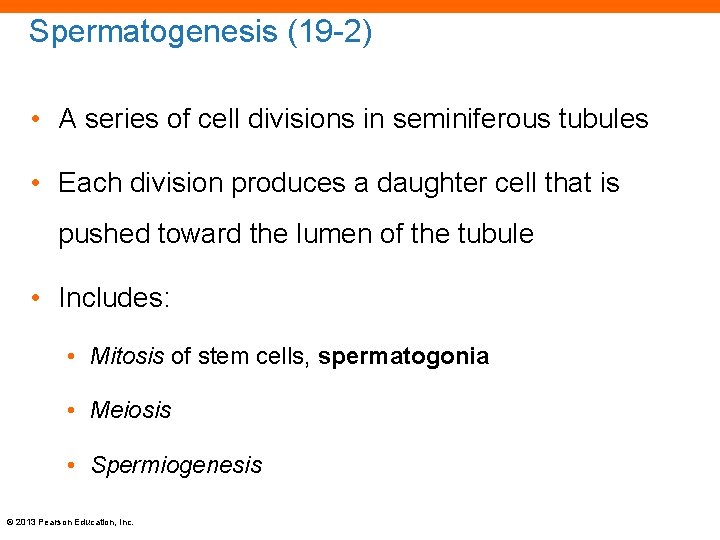 Spermatogenesis (19 -2) • A series of cell divisions in seminiferous tubules • Each