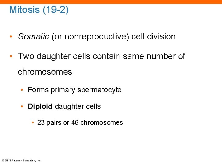 Mitosis (19 -2) • Somatic (or nonreproductive) cell division • Two daughter cells contain