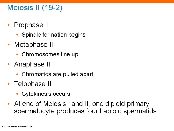 Meiosis II (19 -2) • Prophase II • Spindle formation begins • Metaphase II