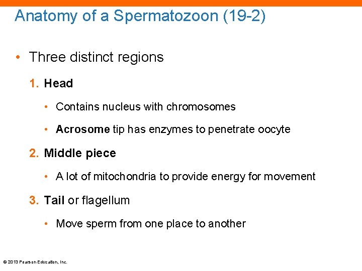 Anatomy of a Spermatozoon (19 -2) • Three distinct regions 1. Head • Contains