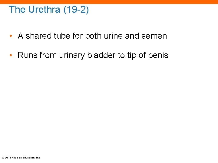 The Urethra (19 -2) • A shared tube for both urine and semen •