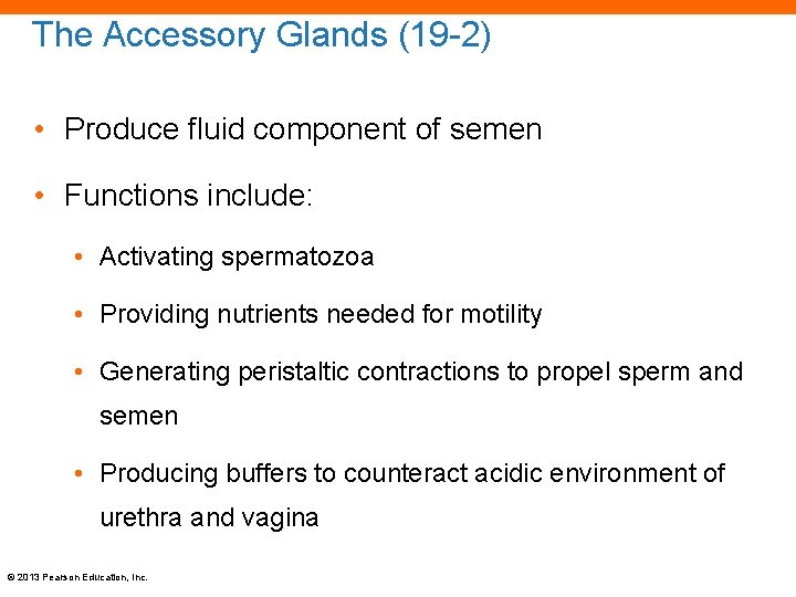 The Accessory Glands (19 -2) • Produce fluid component of semen • Functions include: