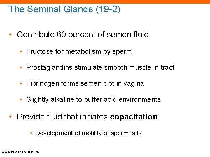The Seminal Glands (19 -2) • Contribute 60 percent of semen fluid • Fructose