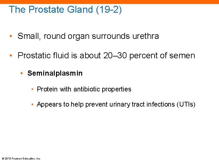 The Prostate Gland (19 -2) • Small, round organ surrounds urethra • Prostatic fluid
