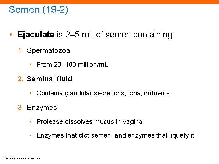 Semen (19 -2) • Ejaculate is 2– 5 m. L of semen containing: 1.