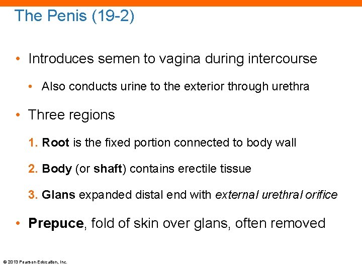 The Penis (19 -2) • Introduces semen to vagina during intercourse • Also conducts
