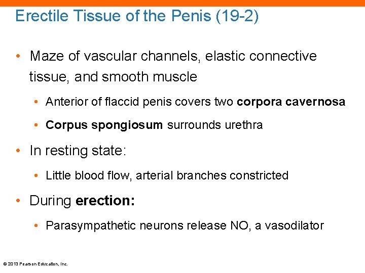 Erectile Tissue of the Penis (19 -2) • Maze of vascular channels, elastic connective