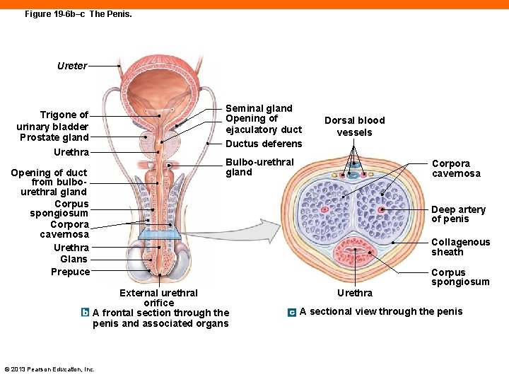 Figure 19 -6 b–c The Penis. Ureter Seminal gland Opening of ejaculatory duct Ductus