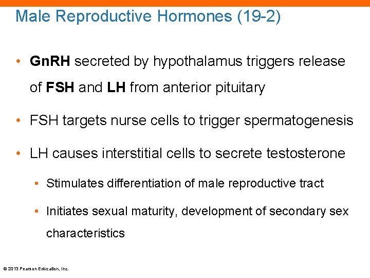 Male Reproductive Hormones (19 -2) • Gn. RH secreted by hypothalamus triggers release of