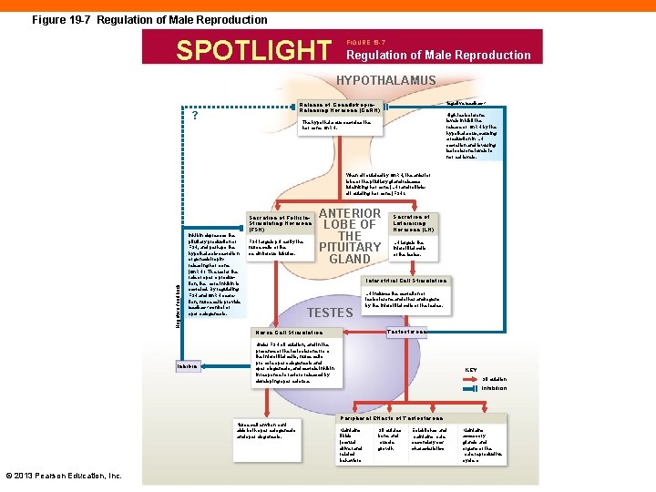 Figure 19 -7 Regulation of Male Reproduction SPOTLIGHT FIGURE 19 -7 Regulation of Male