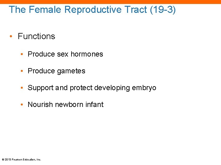 The Female Reproductive Tract (19 -3) • Functions • Produce sex hormones • Produce