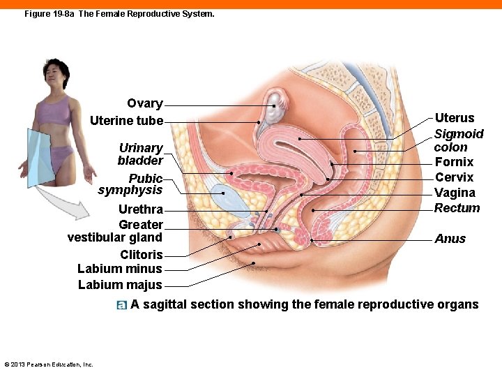 Figure 19 -8 a The Female Reproductive System. Ovary Uterine tube Urinary bladder Pubic
