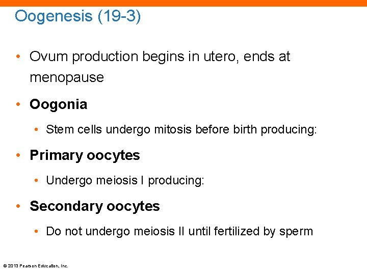 Oogenesis (19 -3) • Ovum production begins in utero, ends at menopause • Oogonia