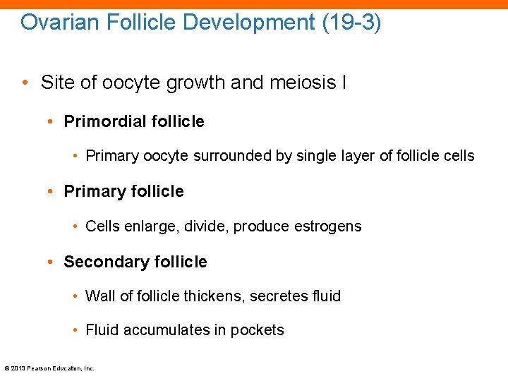 Ovarian Follicle Development (19 -3) • Site of oocyte growth and meiosis I •