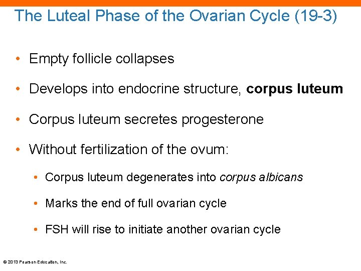 The Luteal Phase of the Ovarian Cycle (19 -3) • Empty follicle collapses •