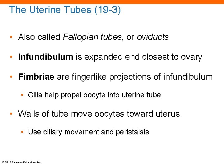 The Uterine Tubes (19 -3) • Also called Fallopian tubes, or oviducts • Infundibulum