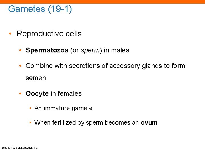 Gametes (19 -1) • Reproductive cells • Spermatozoa (or sperm) in males • Combine