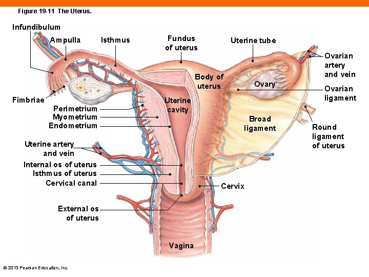 Figure 19 -11 The Uterus. Infundibulum Ampulla Isthmus Fundus of uterus Uterine tube Ovarian