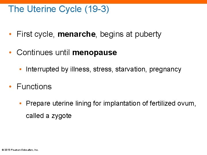 The Uterine Cycle (19 -3) • First cycle, menarche, begins at puberty • Continues