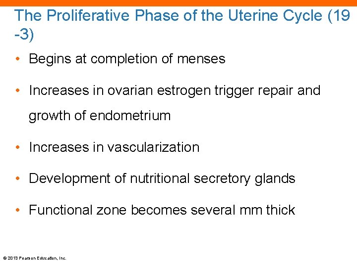 The Proliferative Phase of the Uterine Cycle (19 -3) • Begins at completion of