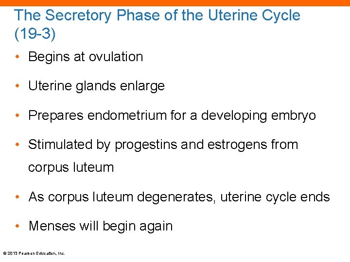 The Secretory Phase of the Uterine Cycle (19 -3) • Begins at ovulation •