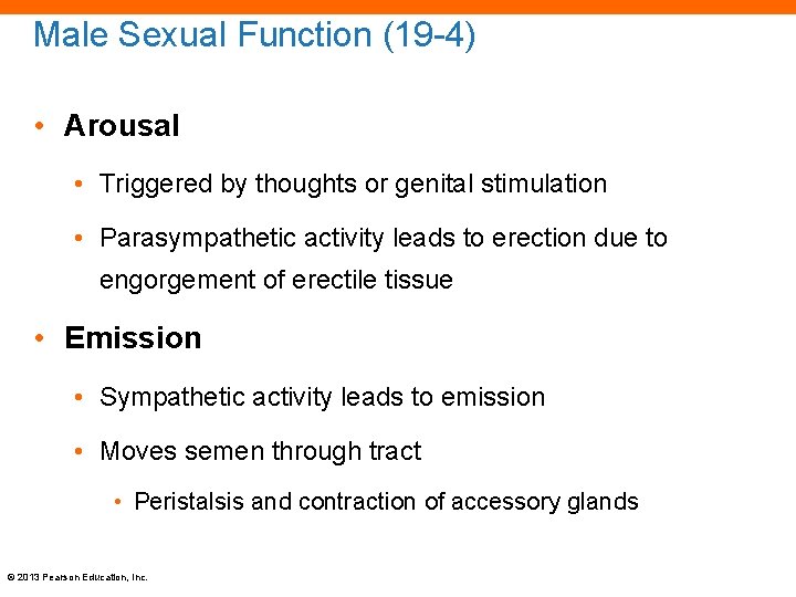 Male Sexual Function (19 -4) • Arousal • Triggered by thoughts or genital stimulation