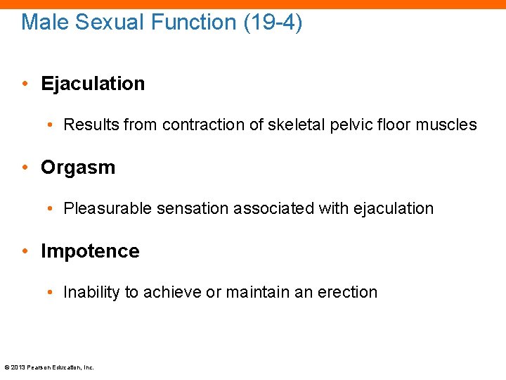 Male Sexual Function (19 -4) • Ejaculation • Results from contraction of skeletal pelvic