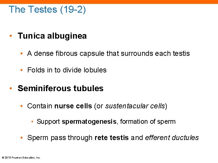 The Testes (19 -2) • Tunica albuginea • A dense fibrous capsule that surrounds