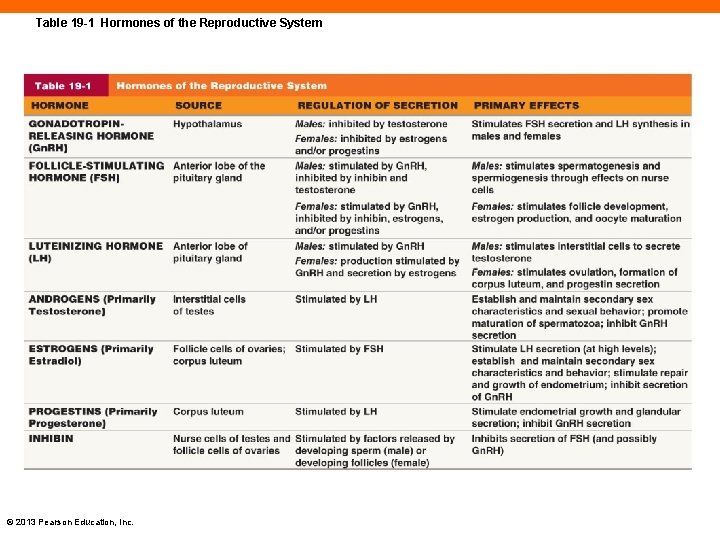 Table 19 -1 Hormones of the Reproductive System © 2013 Pearson Education, Inc. 