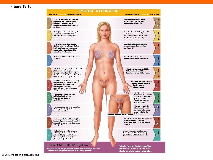 Figure 19 -16 SYSTEM INTEGRATOR Hypothalamic regulatory hormones and pituitary hormones regulate sexual development