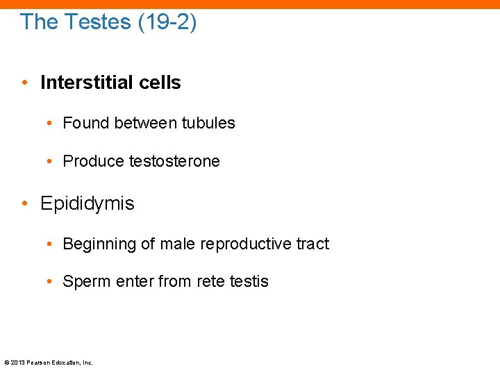 The Testes (19 -2) • Interstitial cells • Found between tubules • Produce testosterone